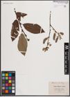 Foto von Salix caprea L. x Salix silesiaca Willd.